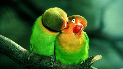 Preening Parrots Wallpaper for Desktop and Mobiles