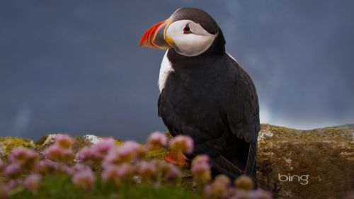 Puffin Seabird HD Wallpaper