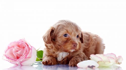 Puppy Lying By Roses Wallpaper for Desktop and Mobiles