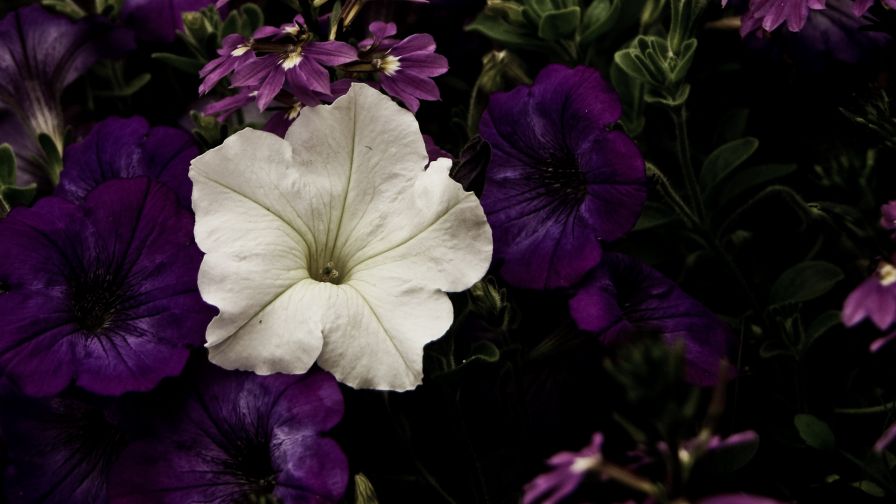 Purple and white flowers HD Wallpaper