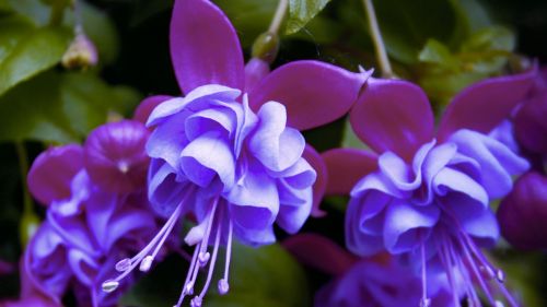 Purple Fuchsia  HD Wallpaper