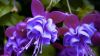 Purple Fuchsia  HD Wallpaper