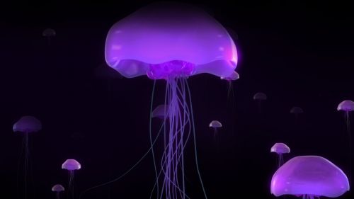 Purple Glowing Jellyfish Hd Wallpaper for Desktop and Mobiles