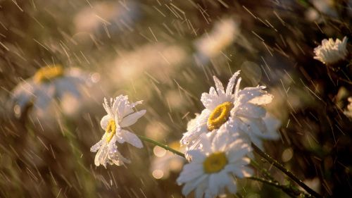 Rainy Spring HD Wallpaper