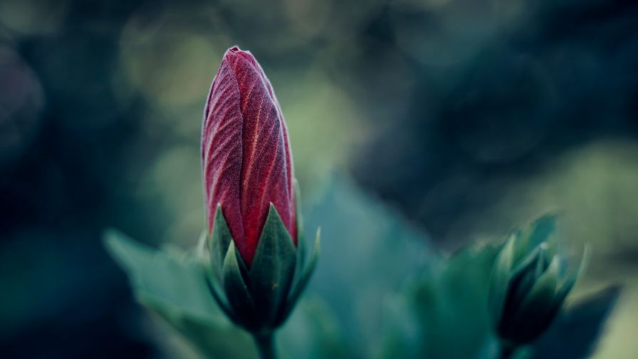 Red beautiful flower HD Wallpaper