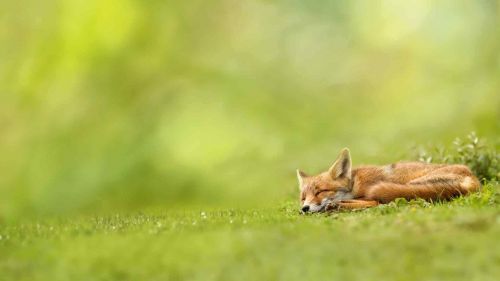 Red fox HD Wallpaper