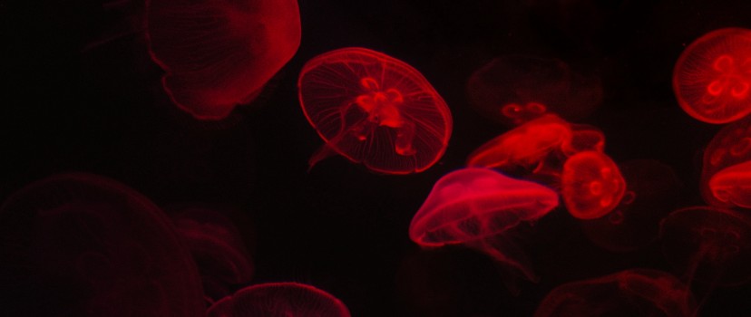 Red jellyfish HD Wallpaper