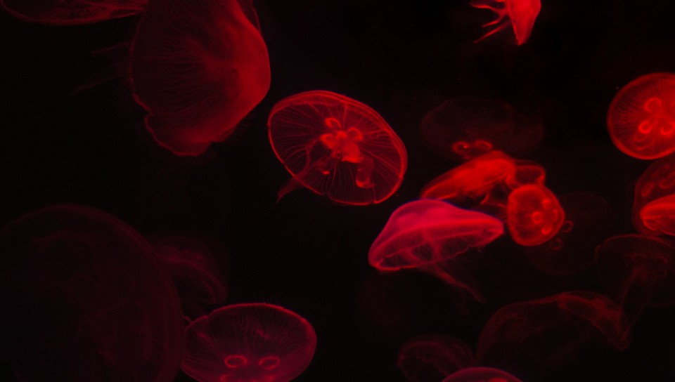 Red jellyfish HD Wallpaper