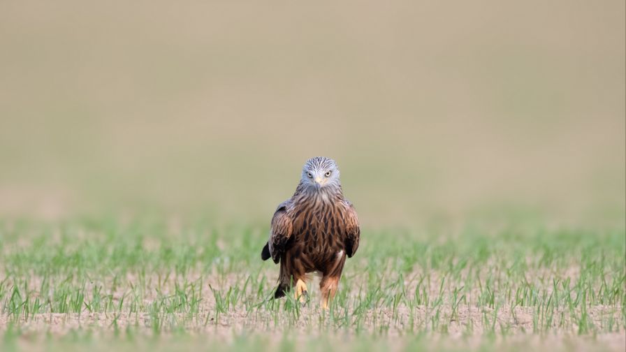 Red kite staring HD Wallpaper