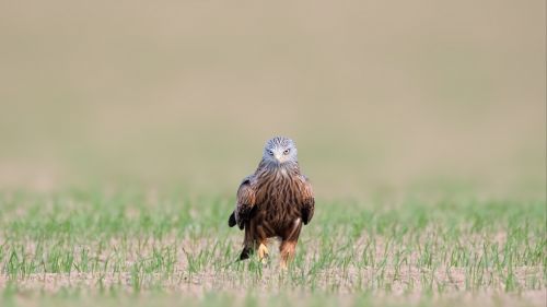 Red kite staring HD Wallpaper