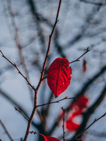Red leaves HD Wallpaper