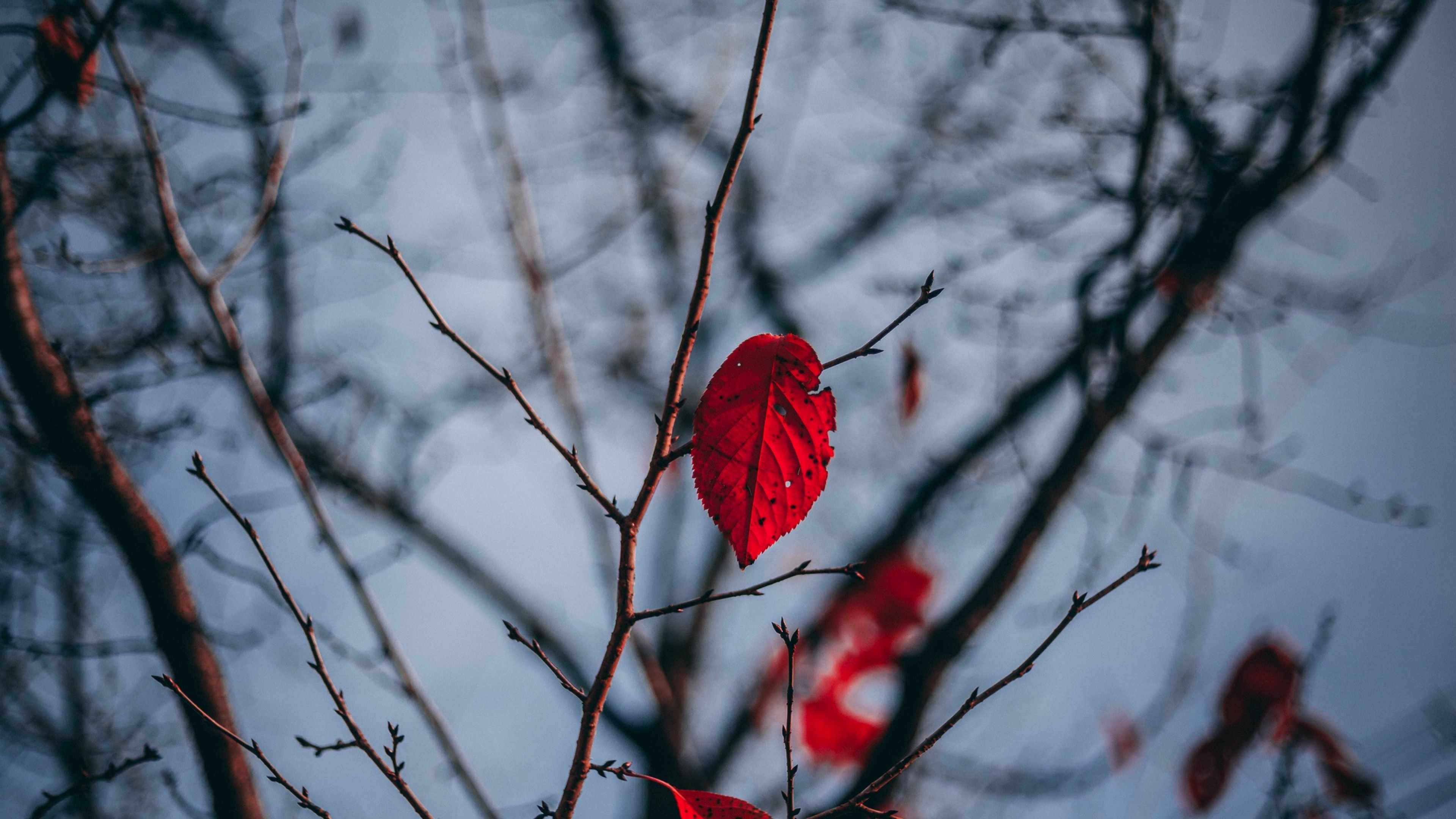Red leaves HD Wallpaper