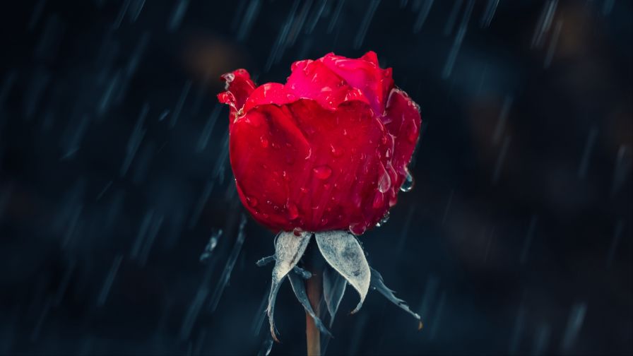 Red rose at the rain HD Wallpaper
