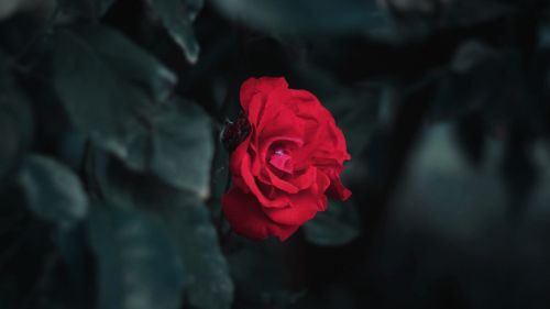 Red rose HD Wallpaper