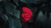 Red rose HD Wallpaper