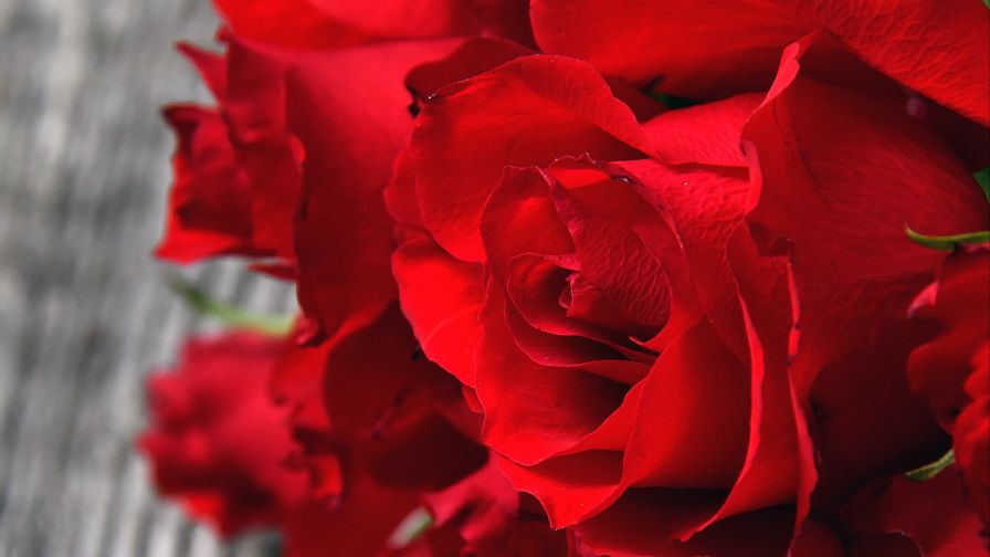 Red rose pedals HD Wallpaper
