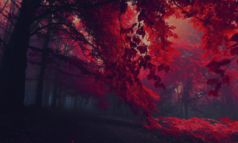 Red Tree  HD Wallpaper