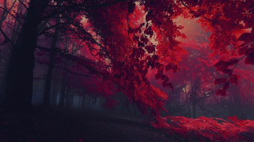 Red Tree  HD Wallpaper