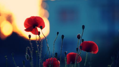 Remembrance poppy HD Wallpaper