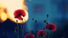 Remembrance poppy HD Wallpaper