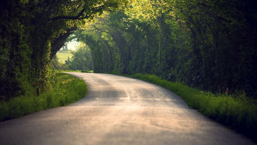 Road full of trees HD Wallpaper