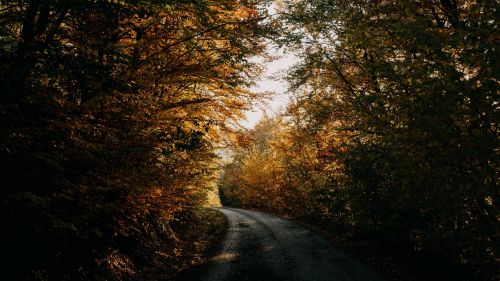 Road inside forest at Autumn HD Wallpaper