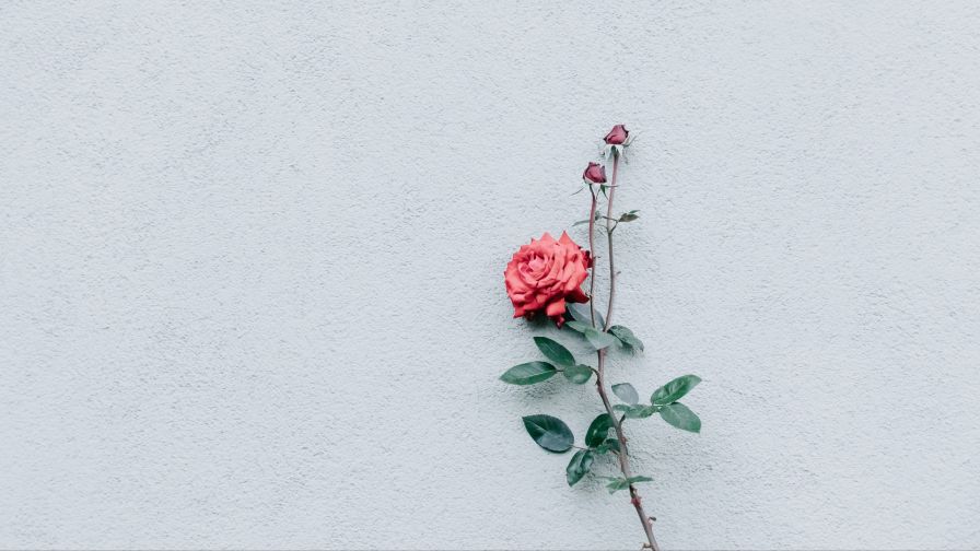 Rose at a white wall HD Wallpaper