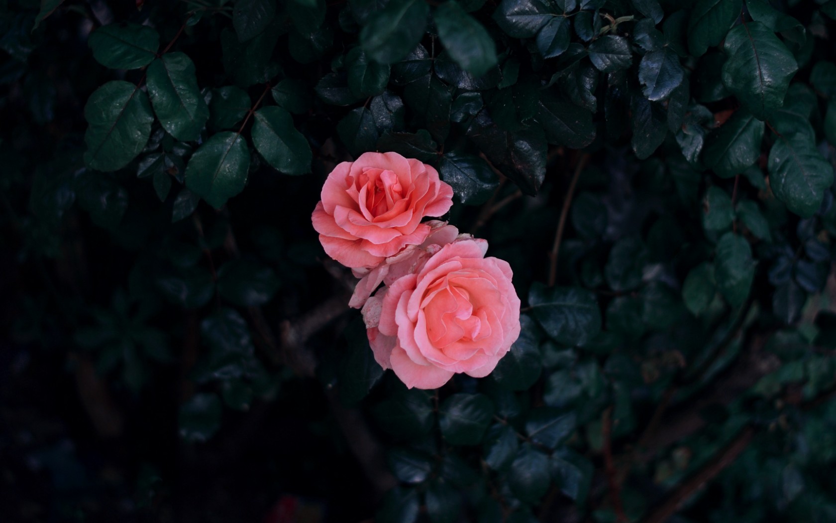 Rose buds HD Wallpaper