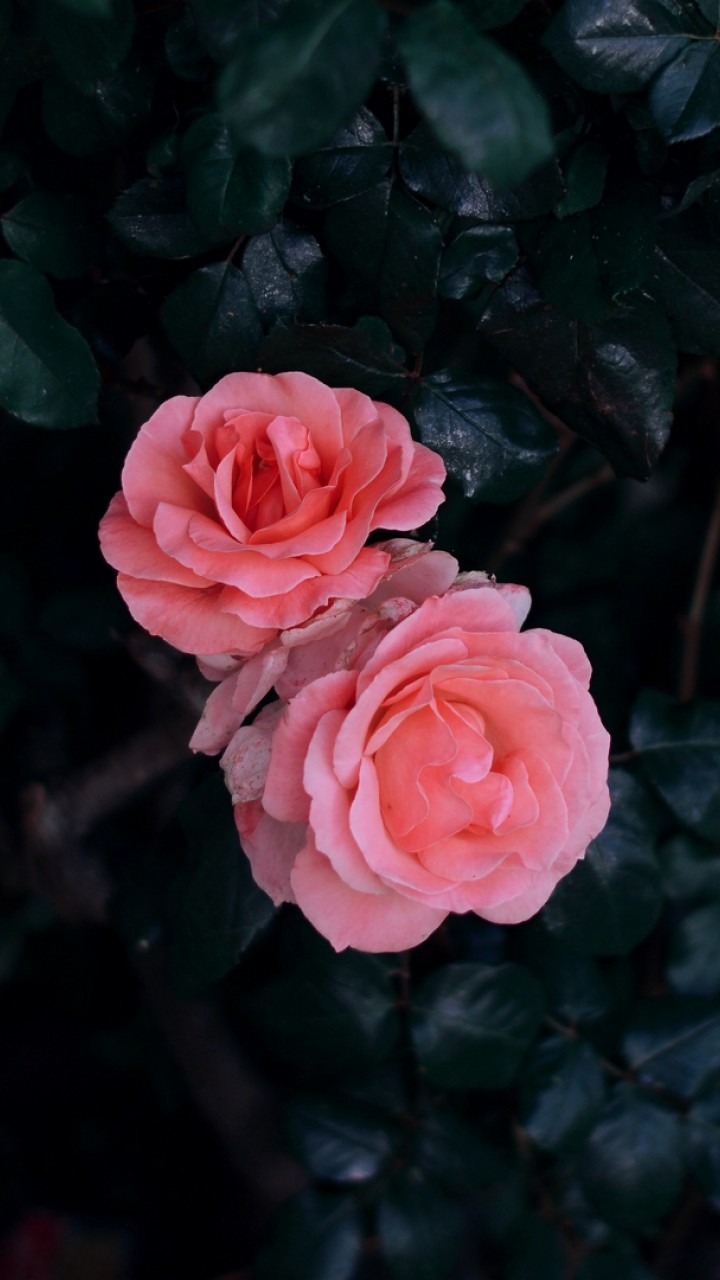 Rose buds HD Wallpaper
