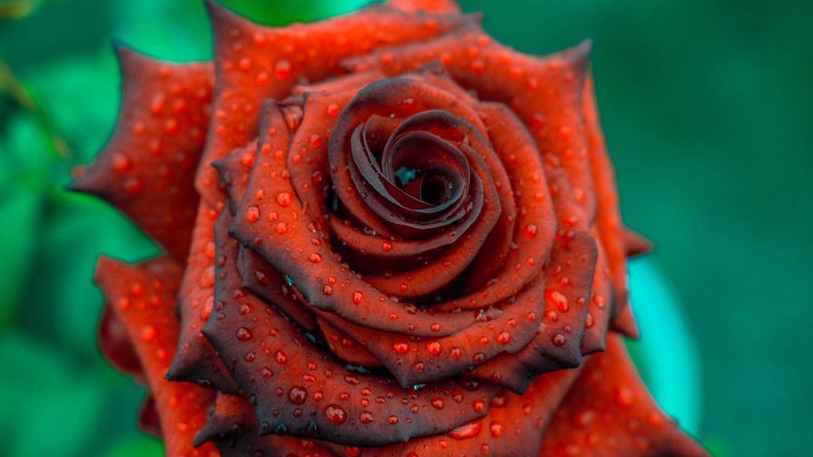 Rose covered in rain drops HD Wallpaper