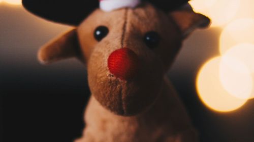 Rudolph Plush Toy HD Wallpaper