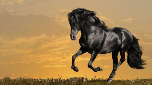 Running Black Horse Hd Wallpaper for Desktop and Mobiles