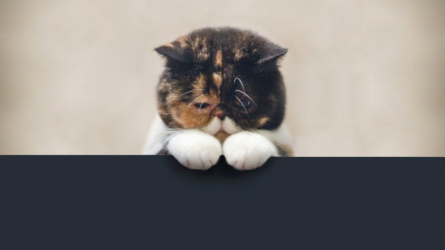 Sad Cat HD Wallpaper