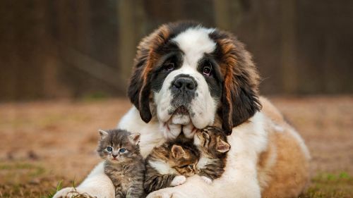 Saint Bernard dog HD Wallpaper