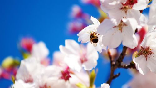 Sakura leaves HD Wallpaper