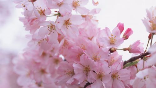Sakura Petals HD Wallpaper