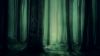 Scary forest image HD Wallpaper