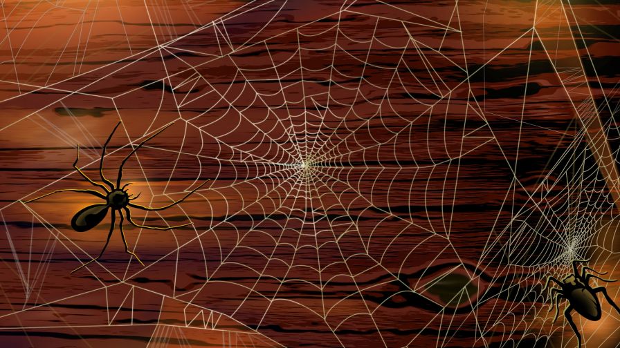 Scary Spider HD Wallpaper