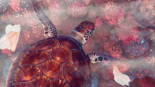 Sea turtle HD Wallpaper