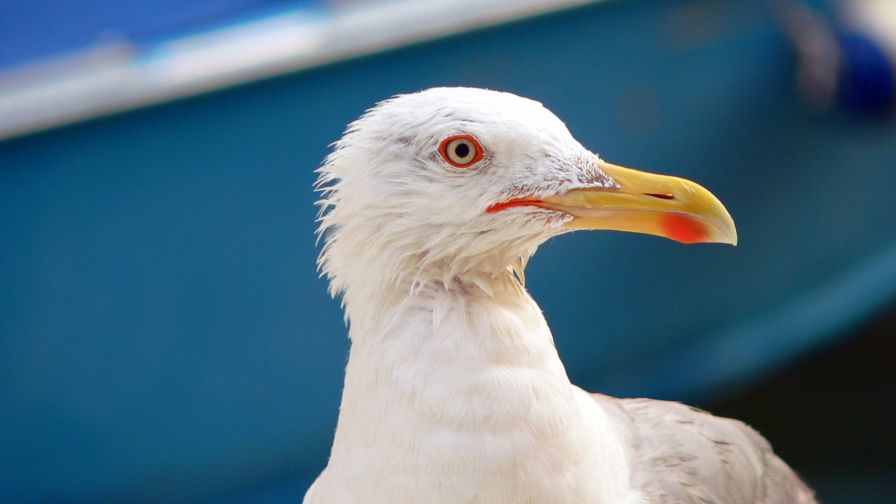 Seagull in Venice HD Wallpaper