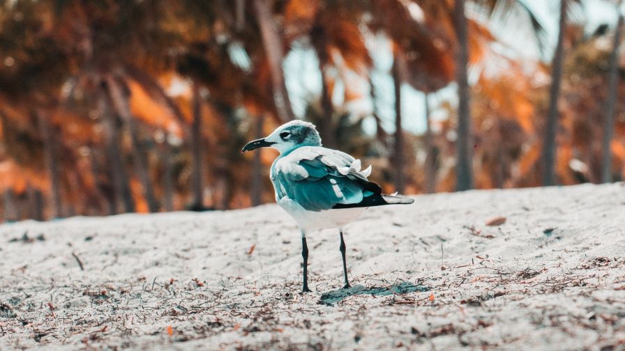 Seagull standing at the sand HD Wallpaper