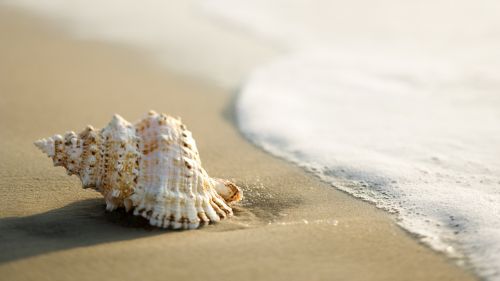 Seashell HD Wallpaper