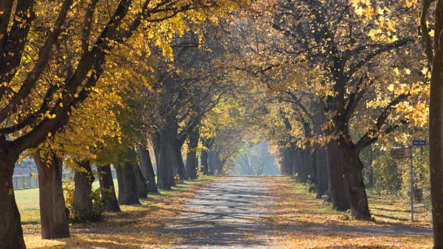 Serene Country Lane