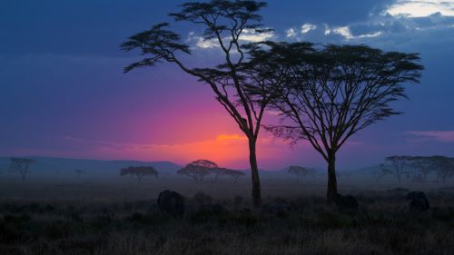 Serengeti sunset HD Wallpaper