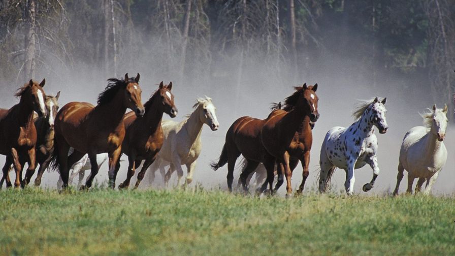 Seven Running Horses HD Wallpaper