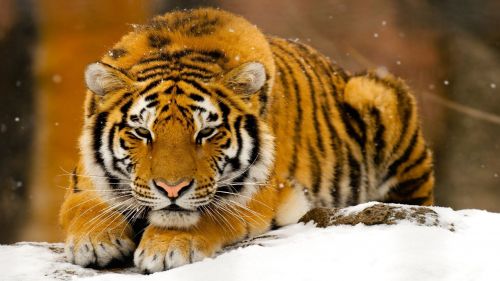 Siberian tiger in the snow HD Wallpaper