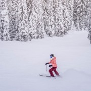 Skier through the forest HD Wallpaper