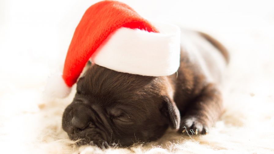 Sleeping Black Puppy Wearing White and Red Santa Hat HD Wallpaper