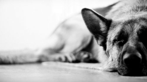 Sleeping German Shepherd Wallpaper for Desktop and Mobiles