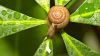 Snail on leaf HD Wallpaper